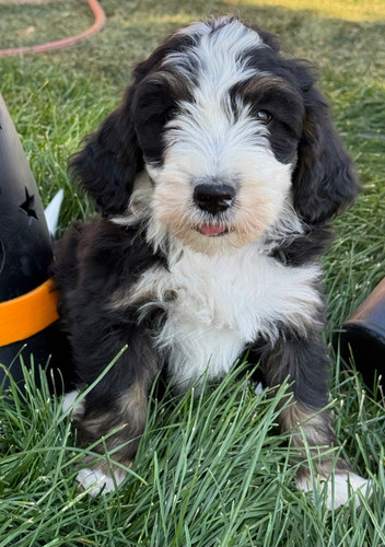 Sheepdog Grooming Small Old English Sheepdog Grooming Tools