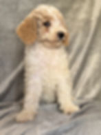 Thumbnail: Sabrina  - AKC Moyen Poodle female