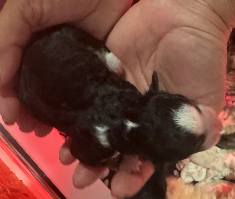 Thumbnail: Pay Deposit here  -Micro Mini Bernedoodle - Klaus and Zues