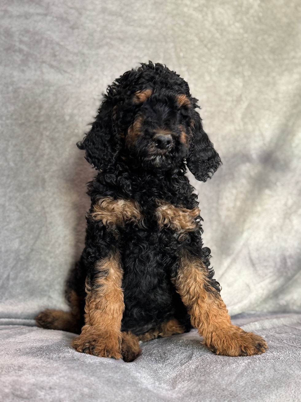Thumbnail: Prince - AKC Moyen Poodle male