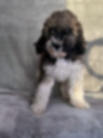 Thumbnail: Dom - AKC Moyen Poodle male