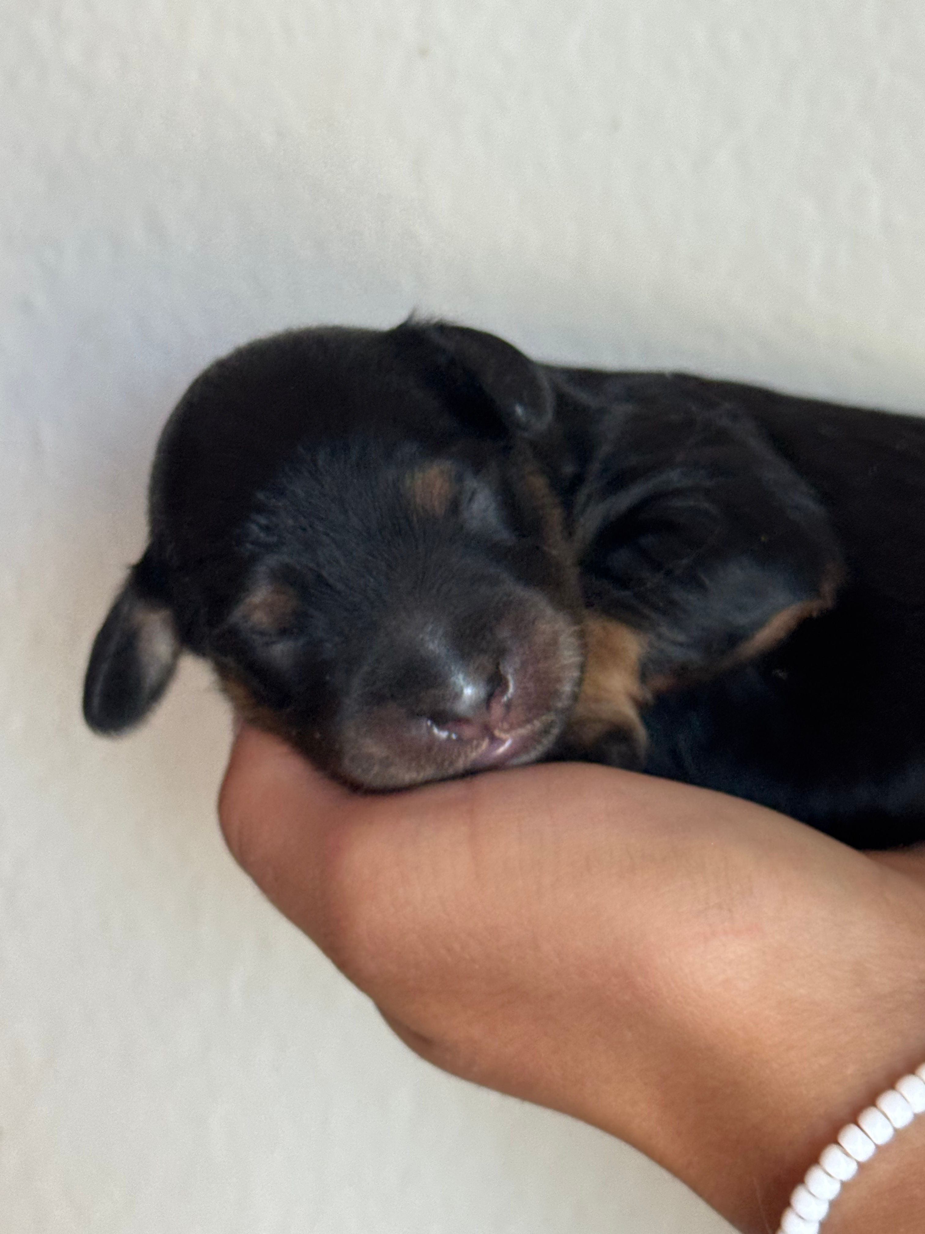 Pierre- male Micro Mini Bernedoodle