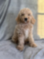 Thumbnail: Ozzy  - AKC Moyen Poodle male