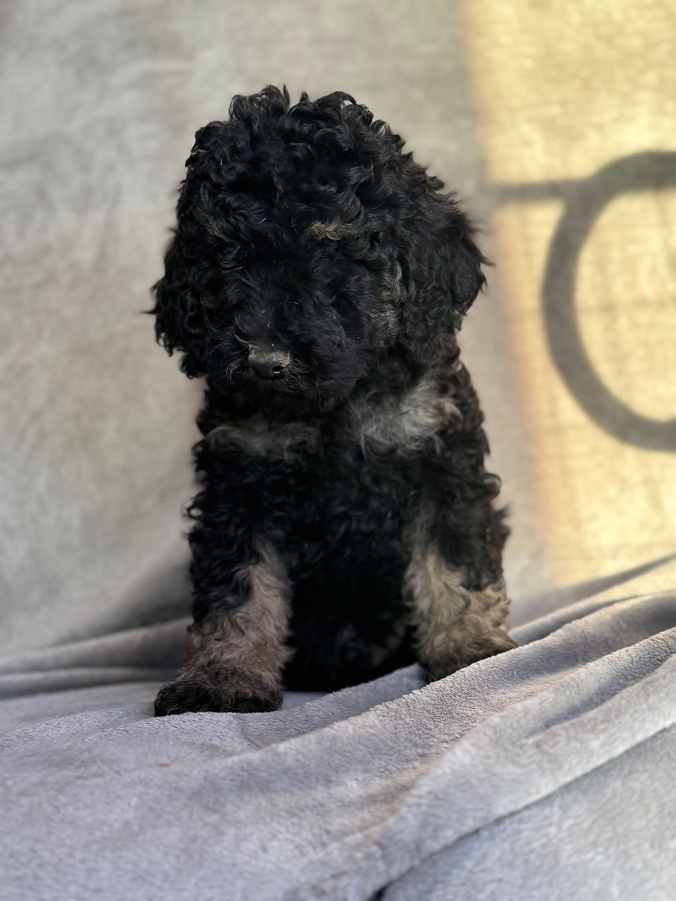 Thumbnail: Kendrick - AKC Moyen Poodle male