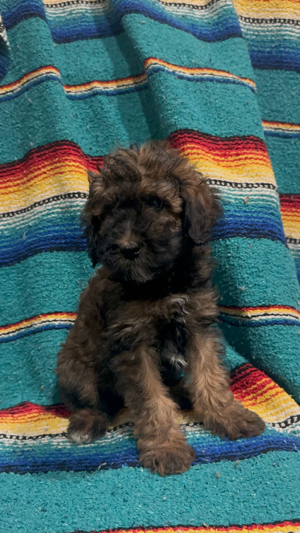 Thumbnail: Button -  phantom  female - AKC Moyen Poodles