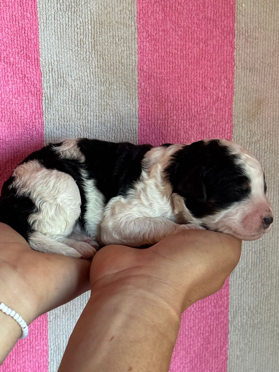 Thumbnail: Ashland - Mini Bernedoodle -April x Kai