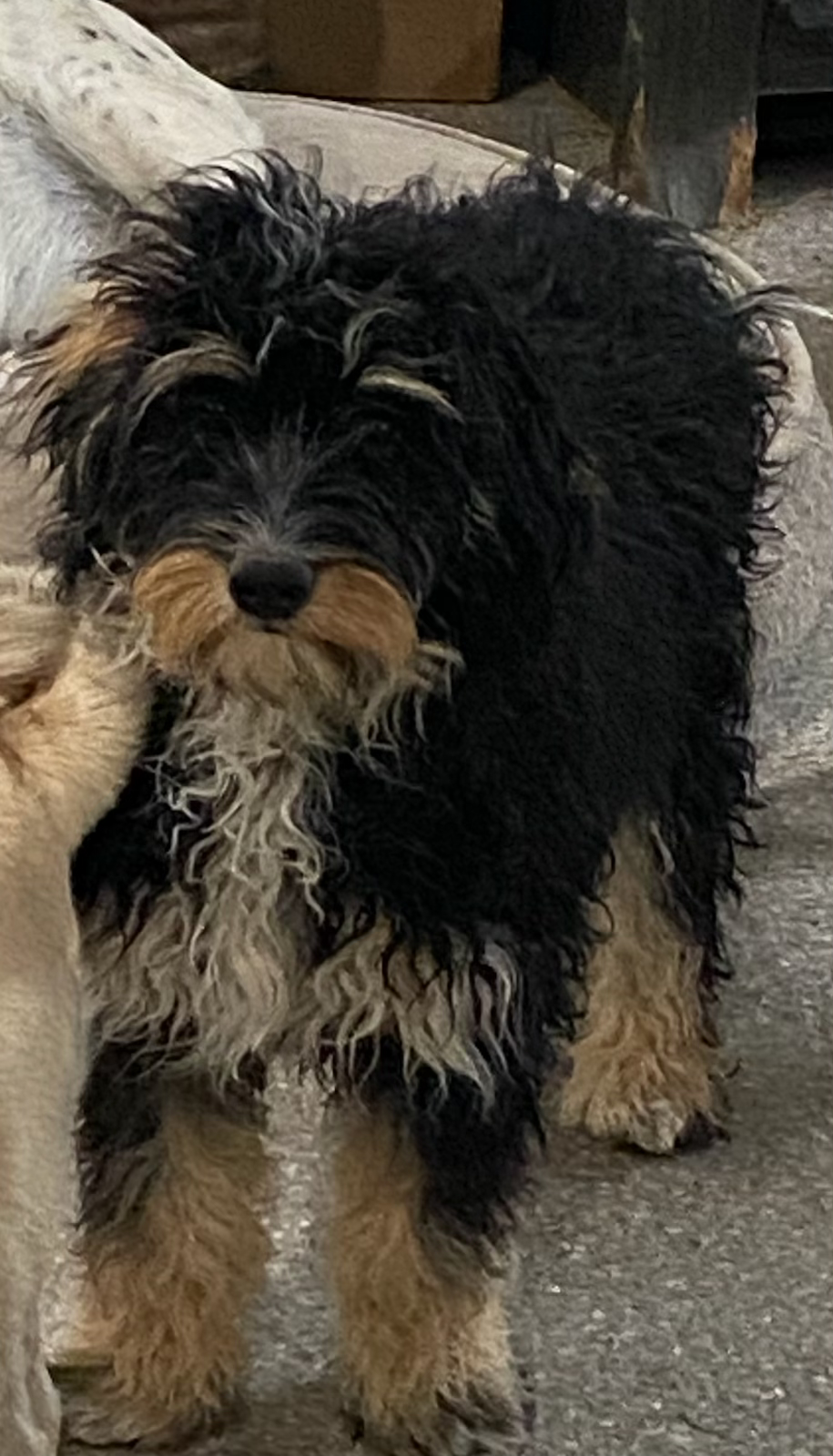 Thumbnail: Waitlist - Mini Bernedoodle - Muffin and Finn