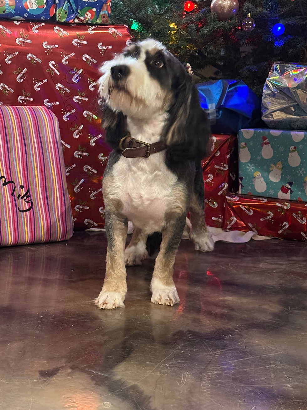 Thumbnail: Waitlist -  Micro Mini bernedoodles (Available May/June)