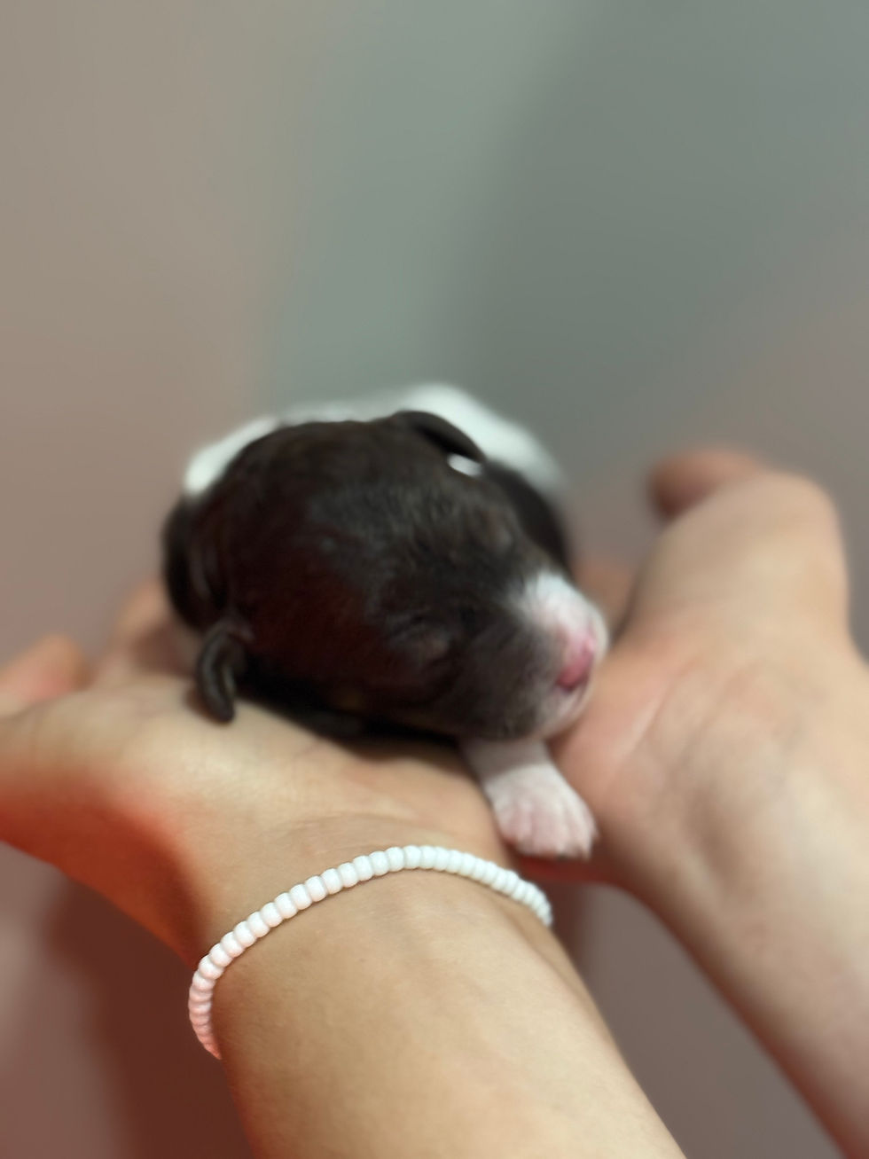 Thumbnail: Chocolate tri color parti phantom  male - AKC Moyen Poodle