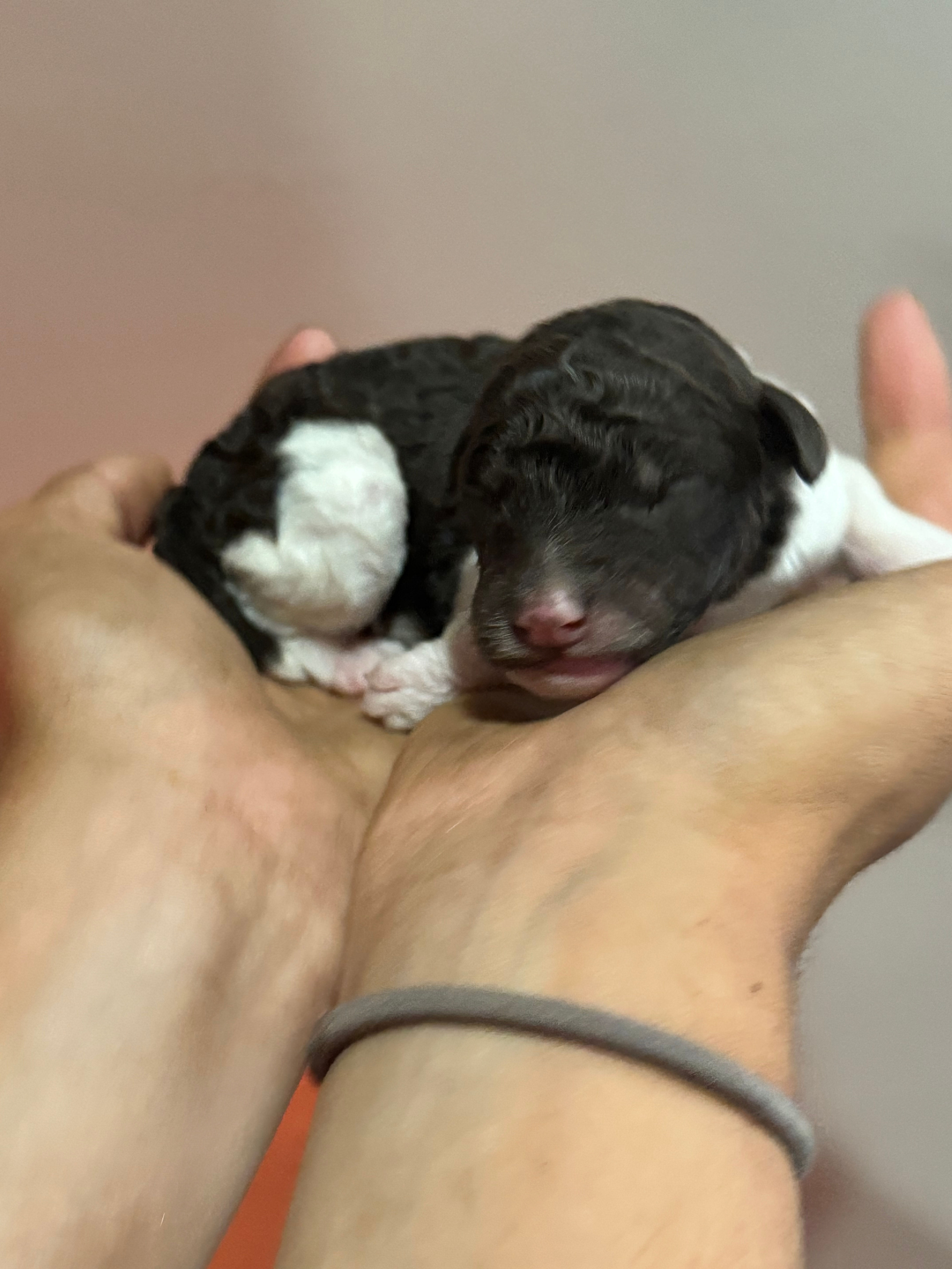 Chocolate parti phantom male - AKC Moyen Poodle