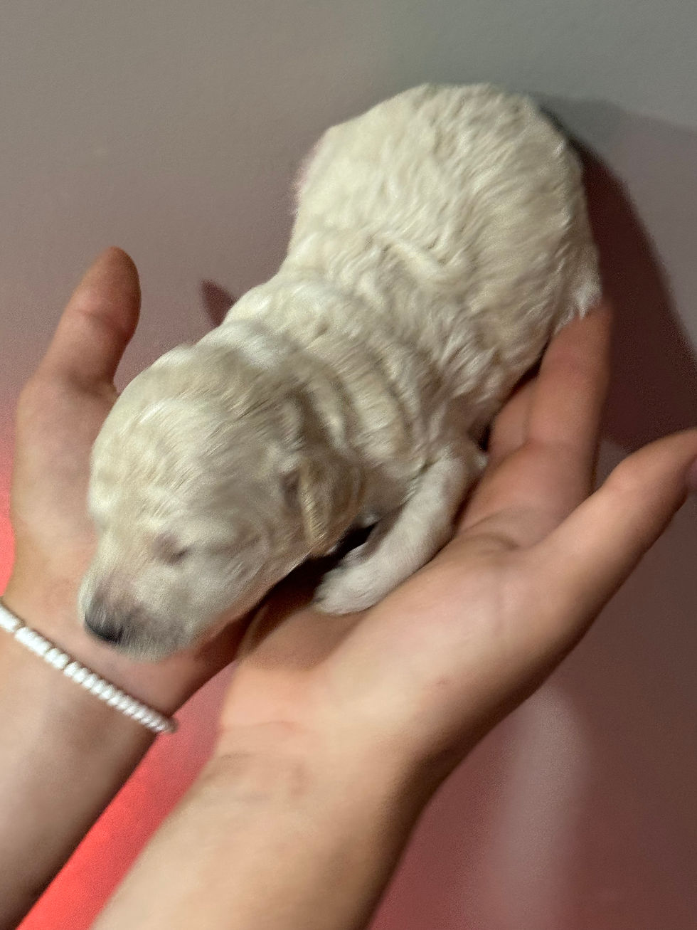 Thumbnail: Crème female - AKC Moyen Poodles