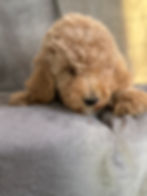Thumbnail: Ozzy  - AKC Moyen Poodle male