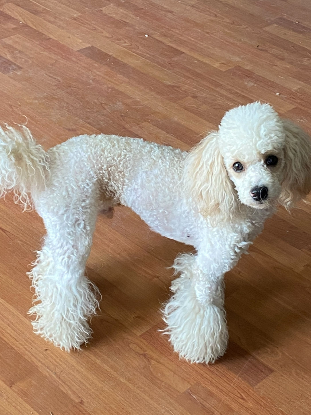 Finn - 7 year old adult mini poodle male