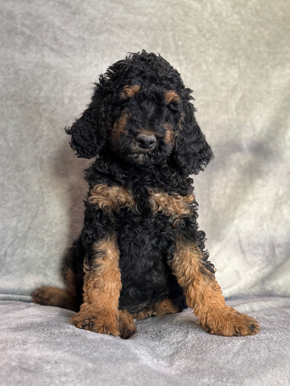 Thumbnail: Prince - AKC Moyen Poodle male