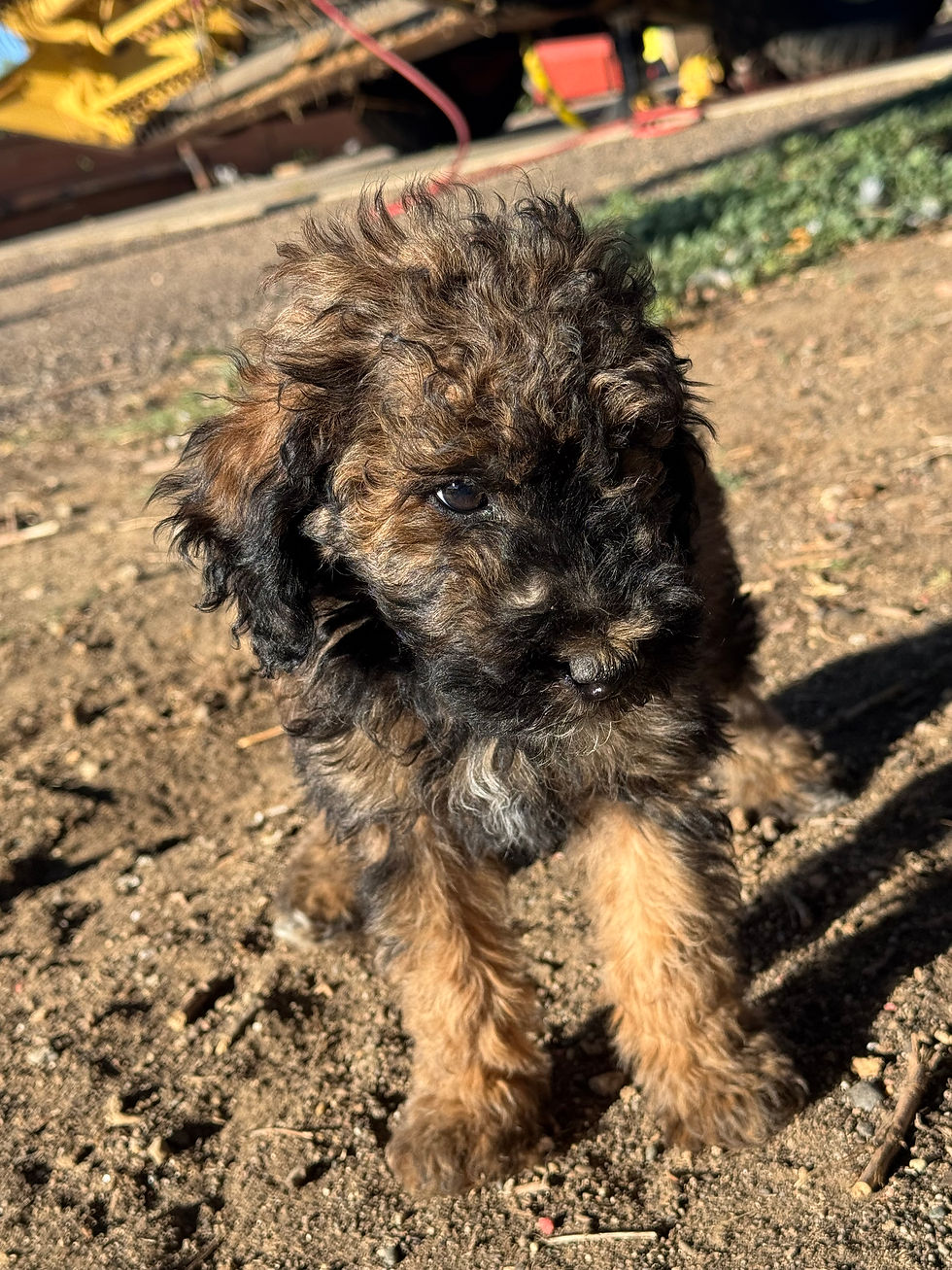 Thumbnail: Button -  phantom  female - AKC Moyen Poodles