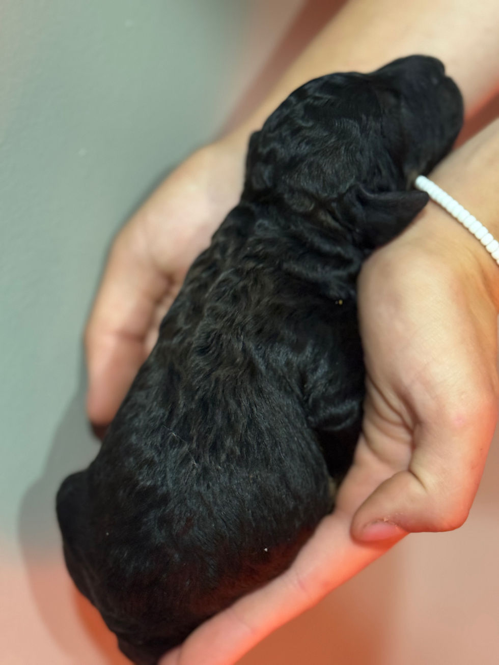 Thumbnail: phantom  male - AKC Moyen Poodle