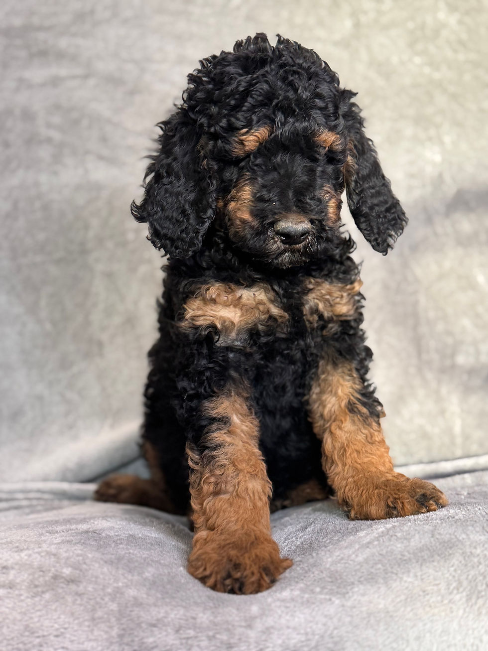 Thumbnail: Prince - AKC Moyen Poodle male