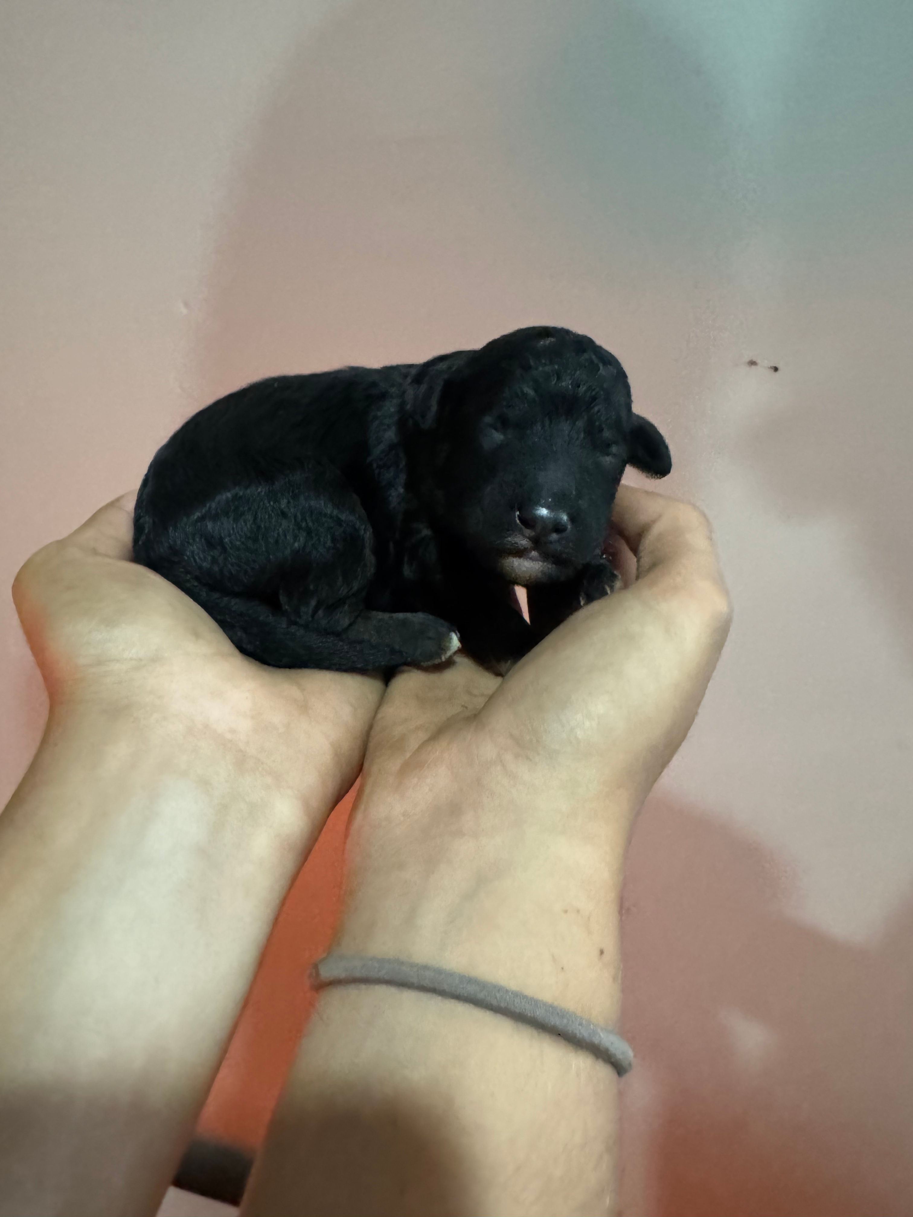 phantom male - AKC Moyen Poodle