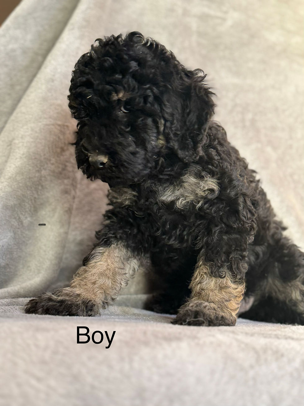 Thumbnail: Kendrick - AKC Moyen Poodle male