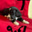 Thumbnail: Sedona  - Mini Bernedoodle - Toodle and Fee