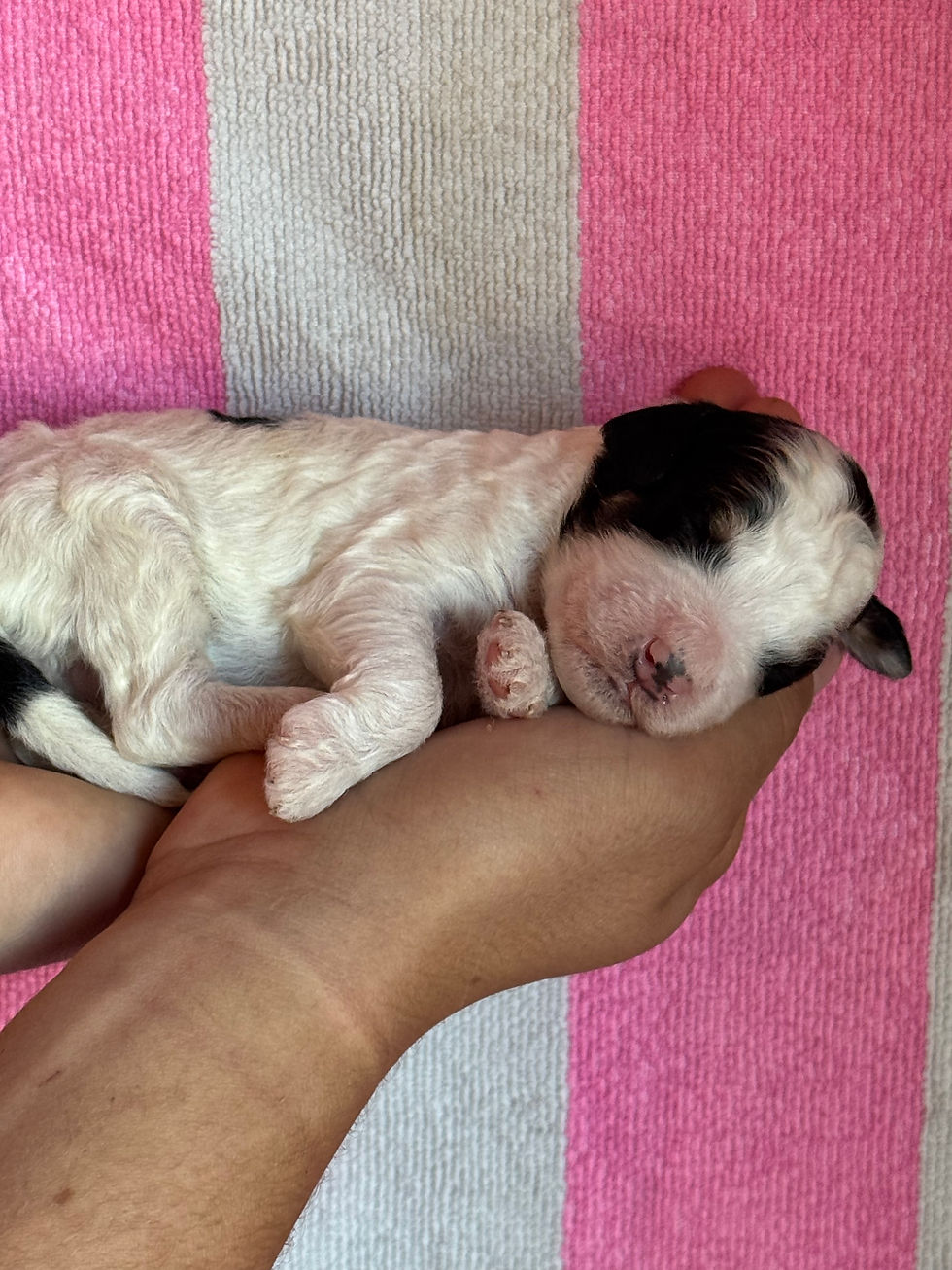 Thumbnail: Love - Mini Bernedoodle -April x Kai