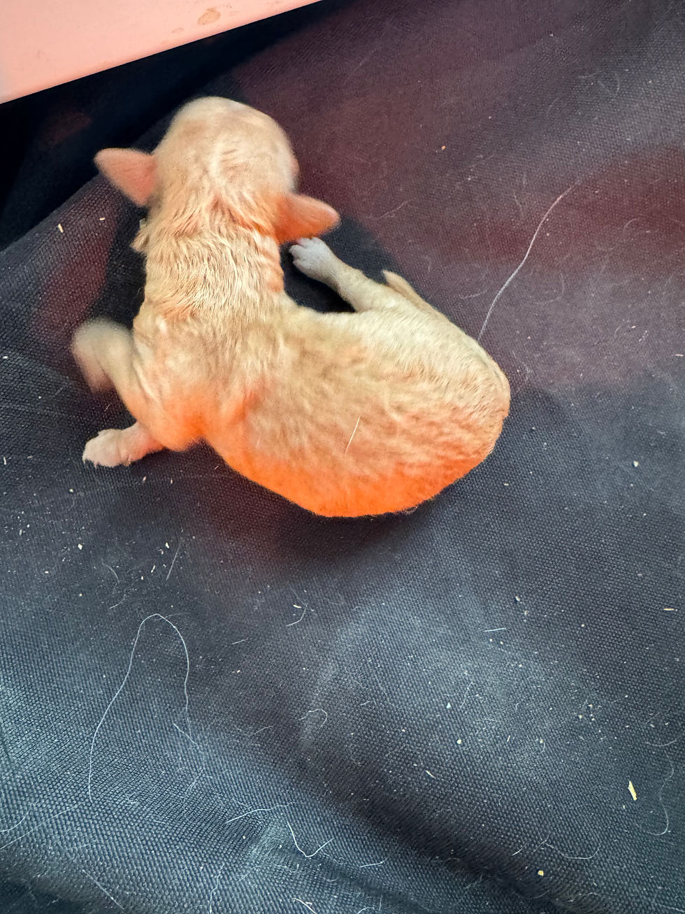 Thumbnail: Peaches -apricot female Micro Mini Bernedoodle