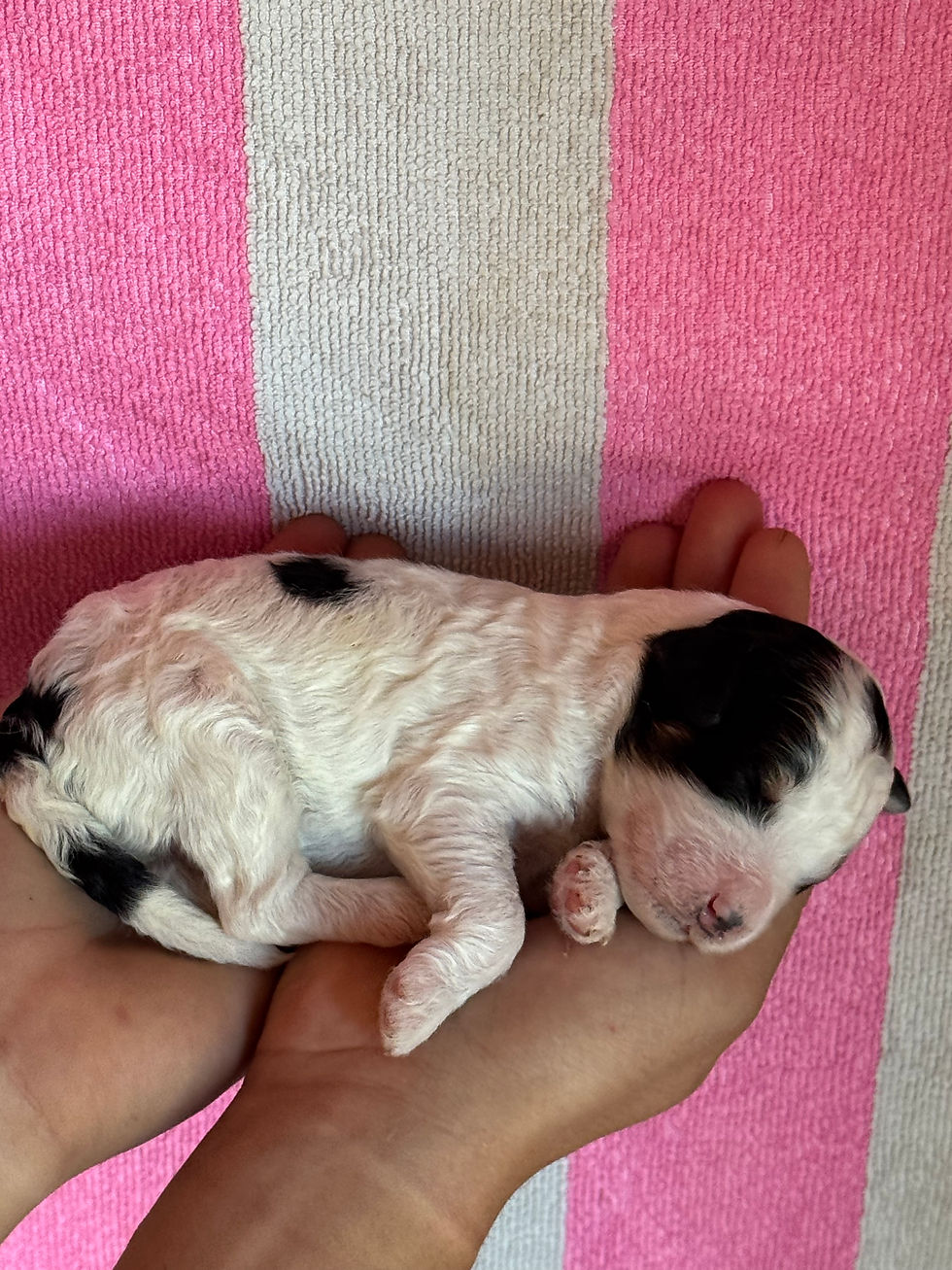 Thumbnail: Love - Mini Bernedoodle -April x Kai