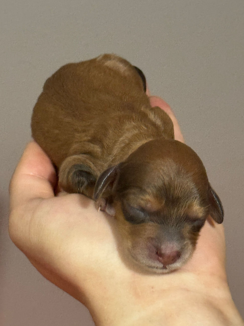 Thumbnail: Saffron -  female Micro Mini bernedoodle