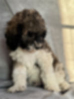 Thumbnail: Dom - AKC Moyen Poodle male