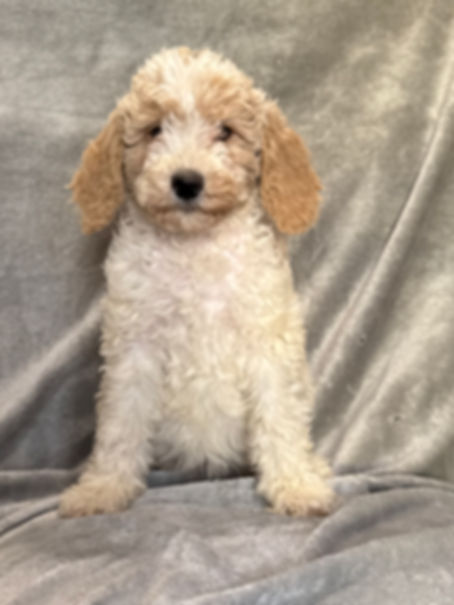 Sabrina  - AKC Moyen Poodle female