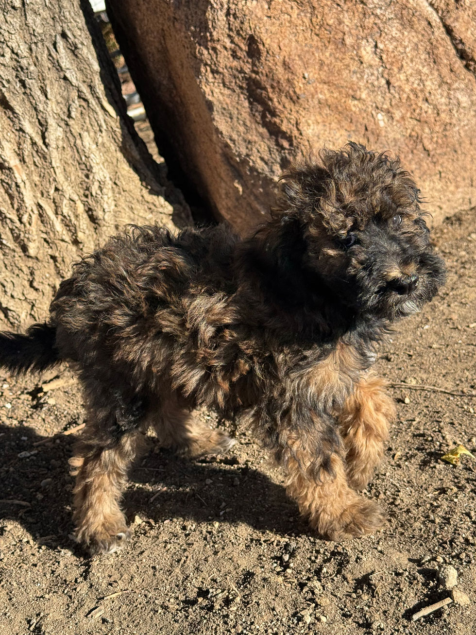 Thumbnail: Button -  phantom  female - AKC Moyen Poodles