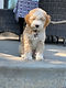 Teddy bear micro mini bernedoodle puppy