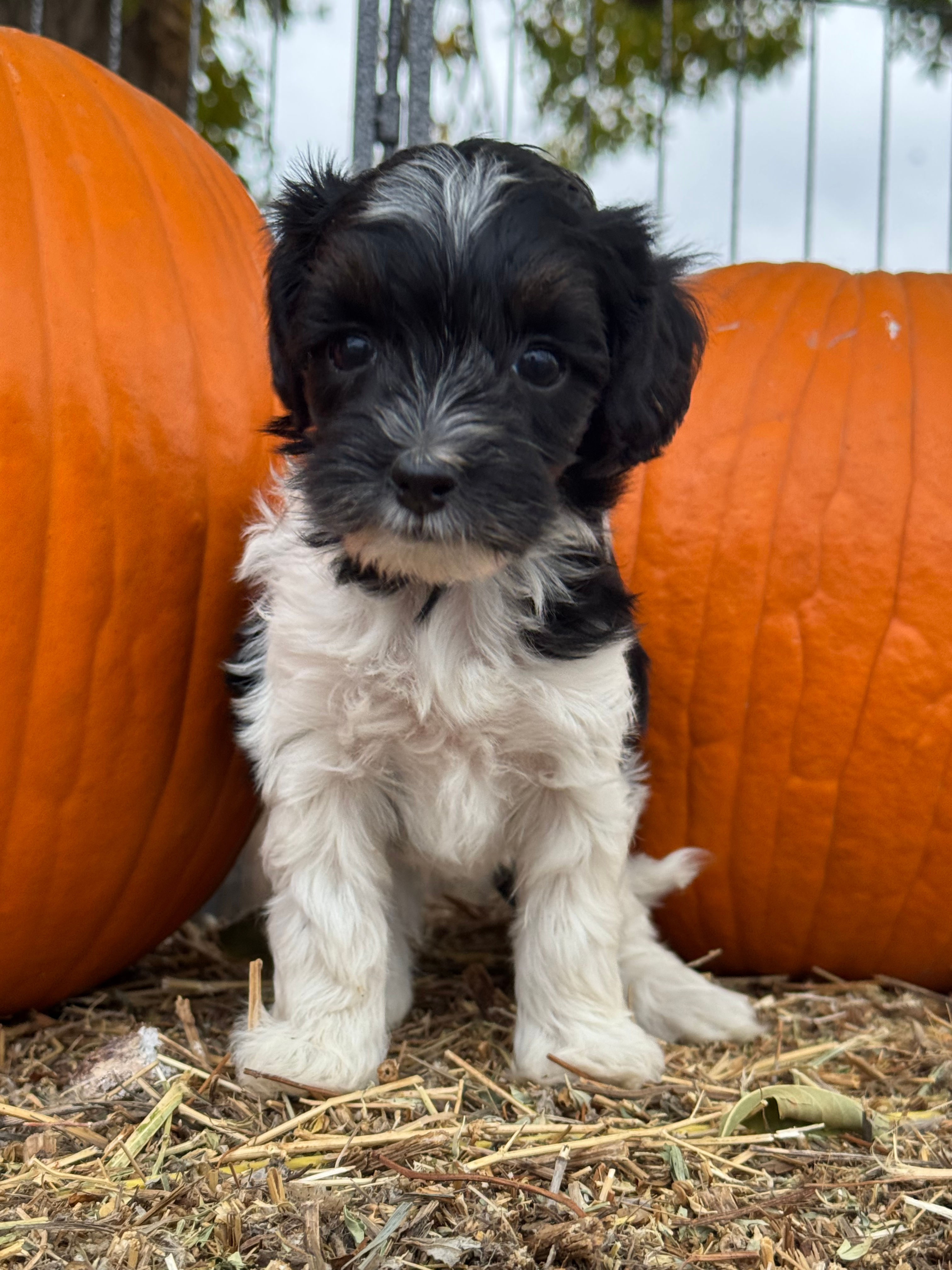 Pepper - Mini Bernedoodle - Toodle and Zues