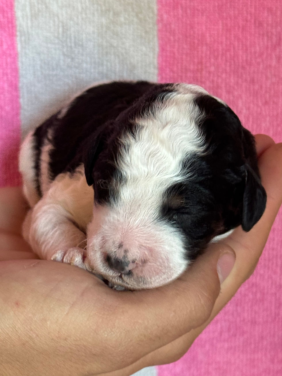 Thumbnail: Ashland - Mini Bernedoodle -April x Kai
