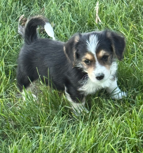 Shih Tzu Corgi Maltese Mix For Sale Jack Russell Terrier X Shih