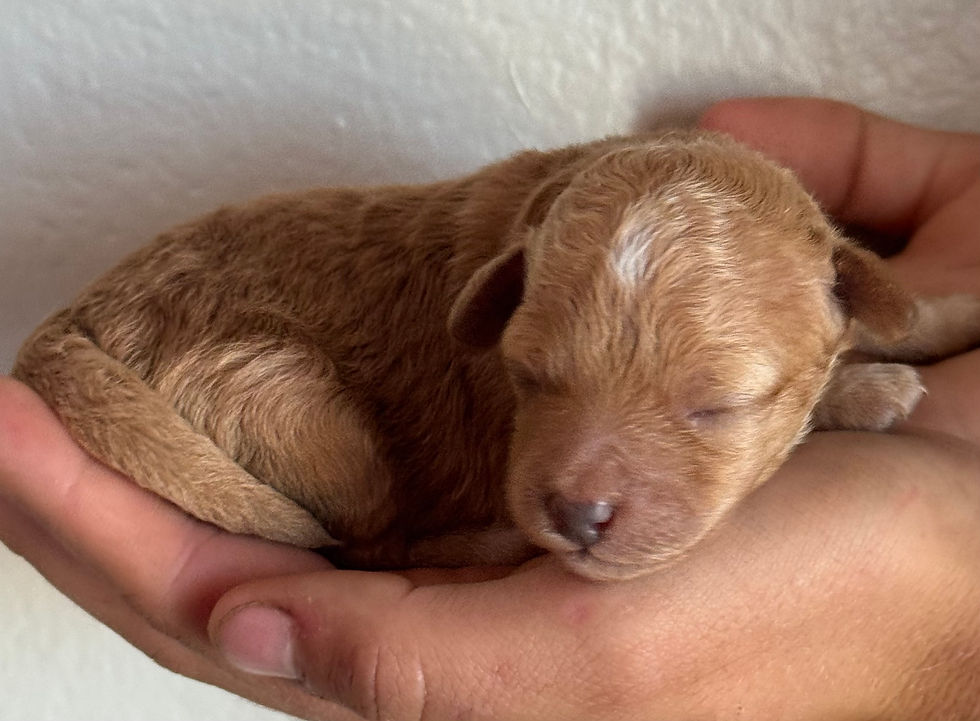 Thumbnail: Peaches -apricot female Micro Mini Bernedoodle