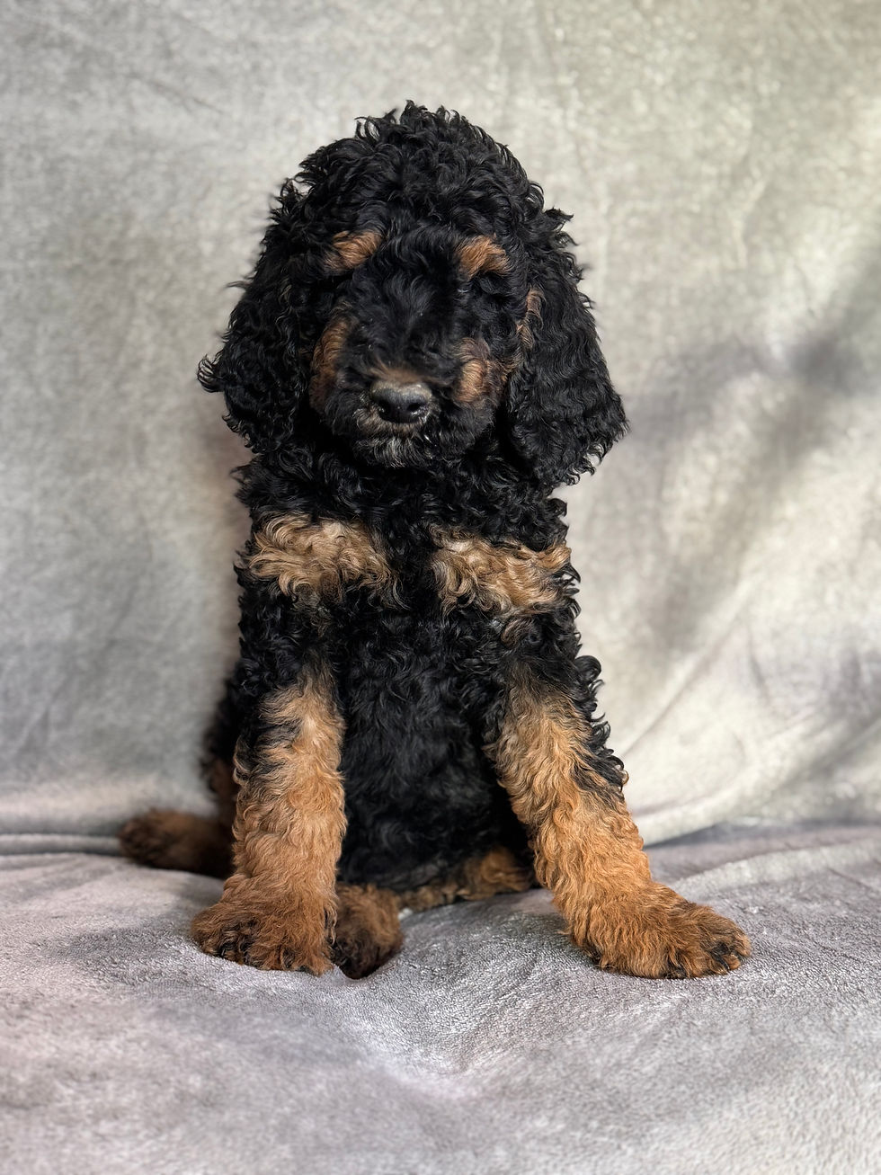 Thumbnail: Prince - AKC Moyen Poodle male