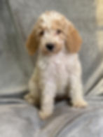 Thumbnail: Sabrina  - AKC Moyen Poodle female
