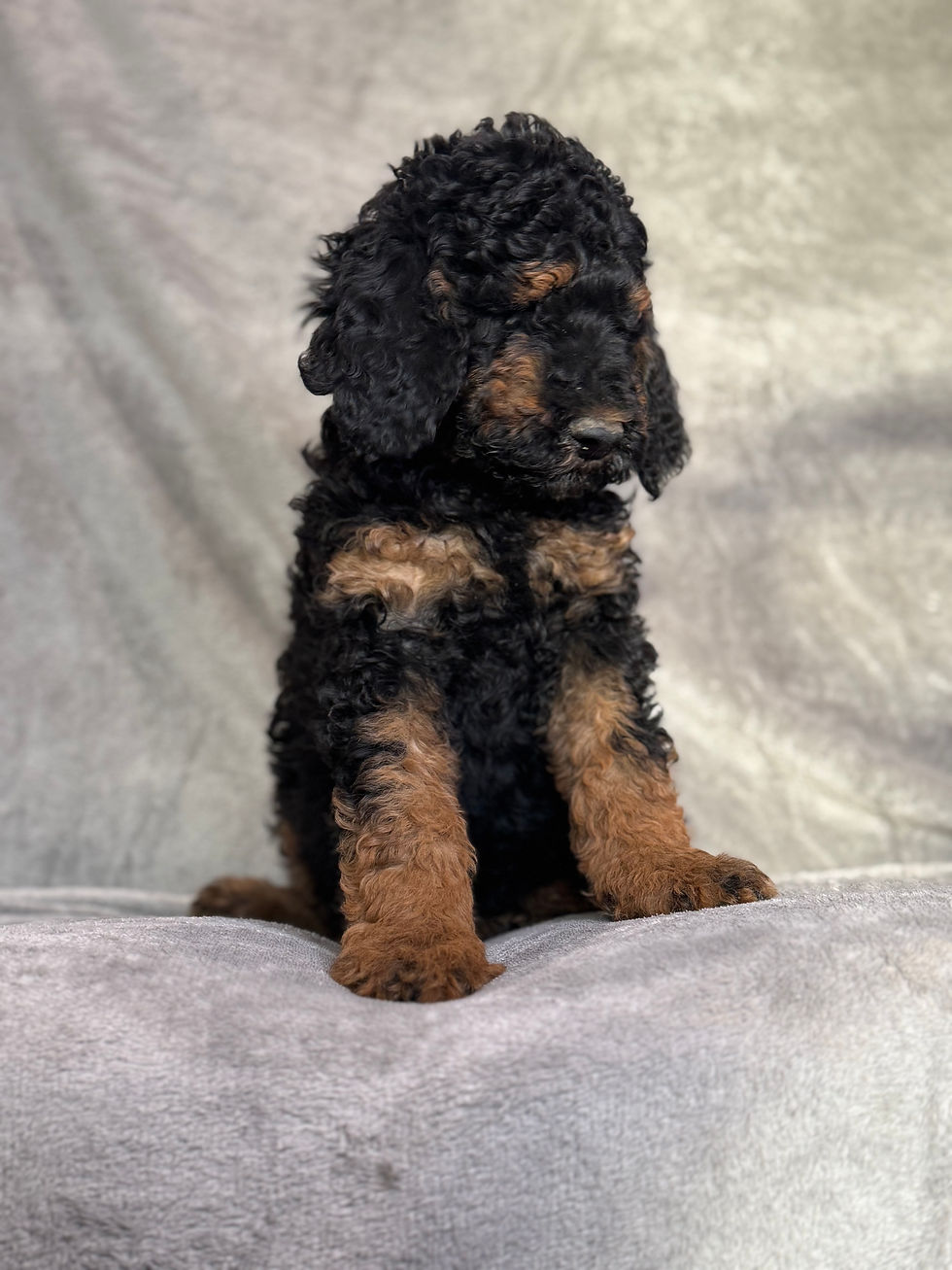Thumbnail: Prince - AKC Moyen Poodle male