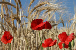 IMG_2998.jpg 2014-11-6-12:20:45