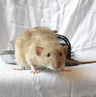 SAM_0953.JPG