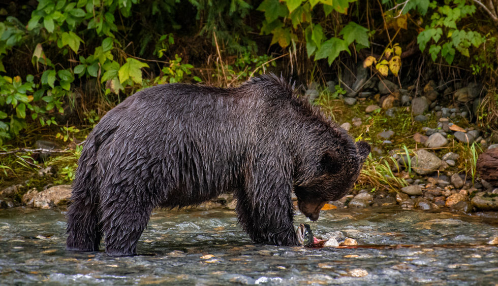 Matt Shannon Photography