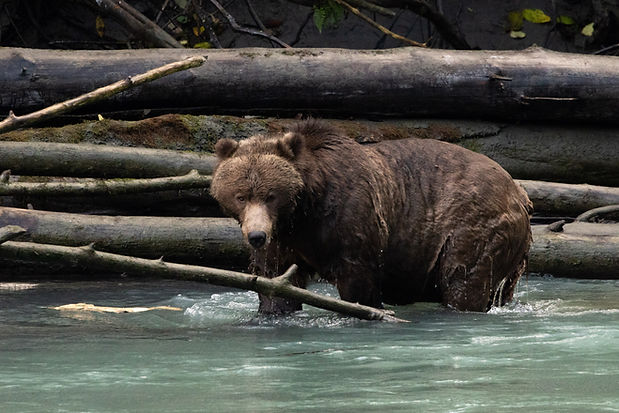 Grizzly Bear