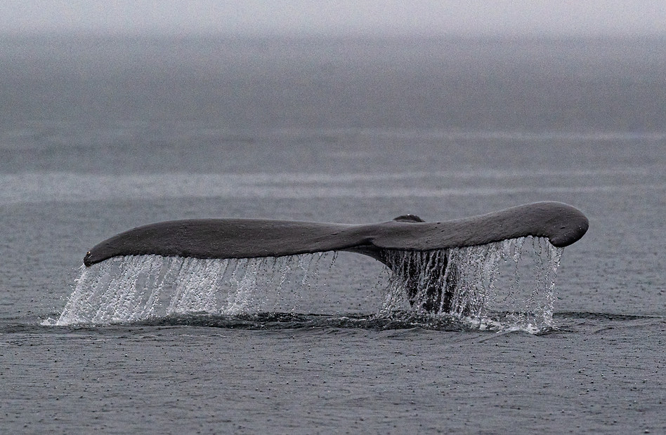 Humpback Whale Matt Shannon