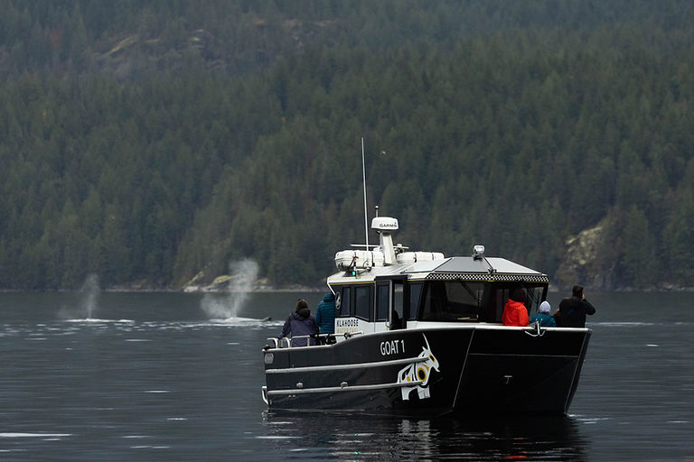 Whale Watching at Klahoose Wilderness Resort.jpg