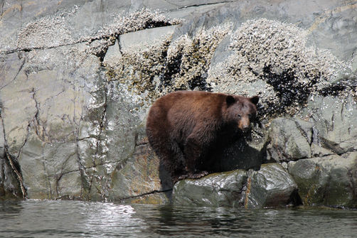 Black Bear in Toba Inlet