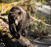 Grizzly Bear