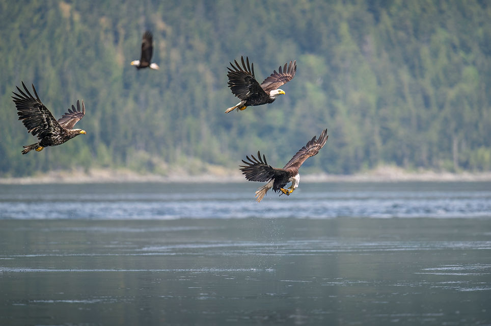 Bald Eagles