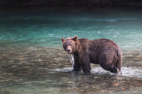 Chase Teron - Grizzly Bear Toba Inlet