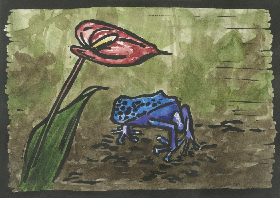 Blue Poison Arrow Frog